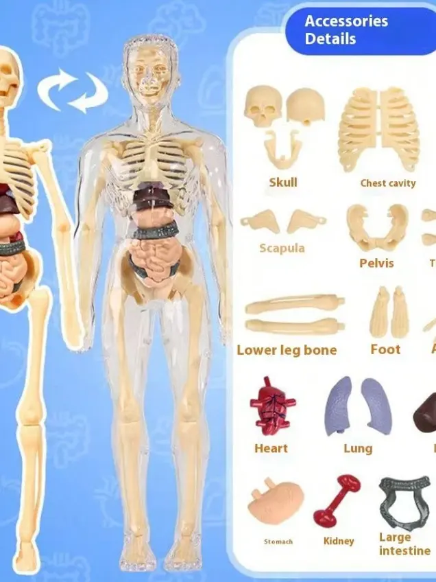MODEL ANATOMICZNY SZKIELETU CZŁOWIEKA