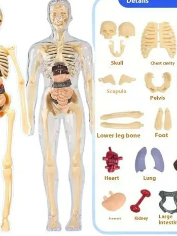MODEL ANATOMICZNY SZKIELETU CZŁOWIEKA